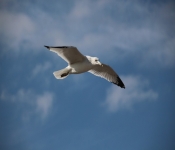 2013 10 12 DuluthWildLife  128